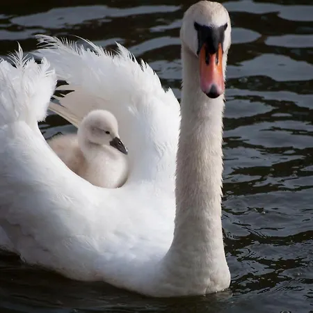 לינה וארוחת בוקר M&m Bed&bubbles